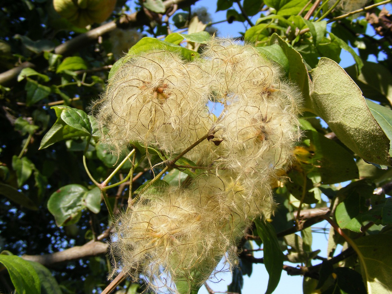 Barzda, Clematis, Alpinizmas, Gėlės, Džiaugsmas, Palikti, Vyras, Senas, Stiebai, Keliautojas