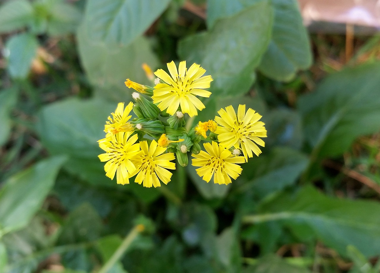 Su Barzda Vanagas,  Mažos Gėlės,  Pobūdį,  Pavasaris,  Sodas,  Floros,  Mažas Saulės, Nemokamos Nuotraukos,  Nemokama Licenzija