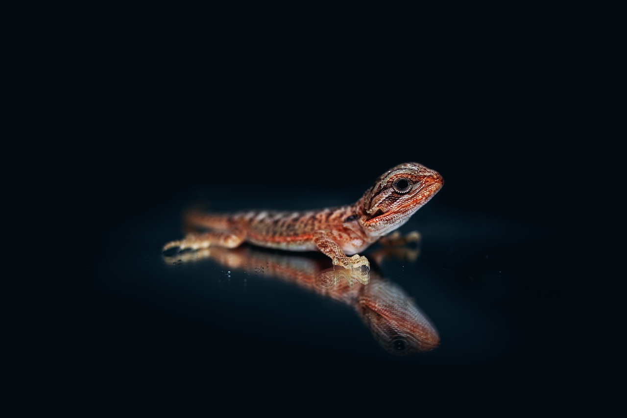 Barzdotas Agama,  Agama,  Barzdotas Drakonas,  Driežas,  Roplys,  Tamsiai,  Juodos Spalvos,  Akys,  Keistokas,  Gyvūnai