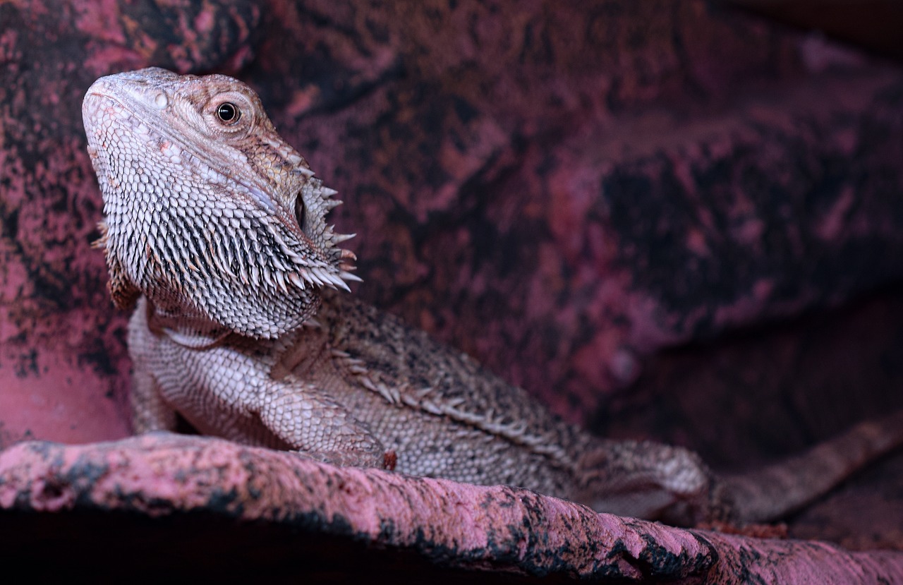 Barzdotas Drakonas,  Paskatinti,  Galva,  Pogona Vitticeps,  Driežas,  Žiūrėti,  Žaidimas,  Mažas Drakonas,  Lauer,  Uždaryti