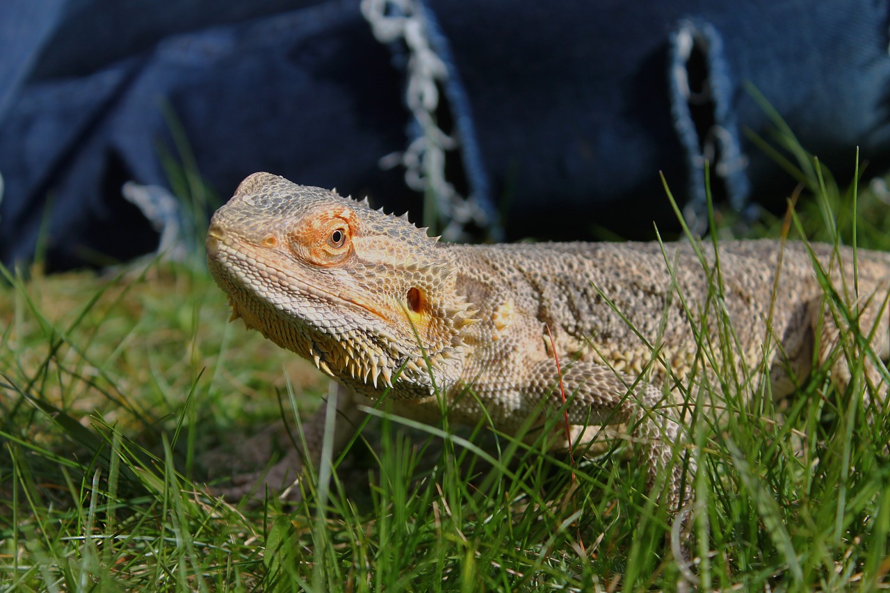 Barzdotas Drakonas,  Driežas,  Saunus,  Nuostabu,  Gyvūnas,  Jaunas,  Ropliai, Nemokamos Nuotraukos,  Nemokama Licenzija