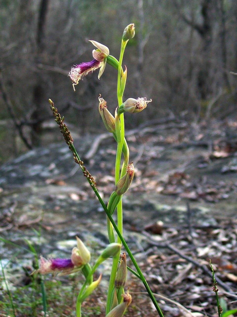 Barzdotas Orchidėjas, Gėlė, Augalas, Stiebas, Žydėti, Žiedas, Gražus, Gamta, Lauke, Vasara