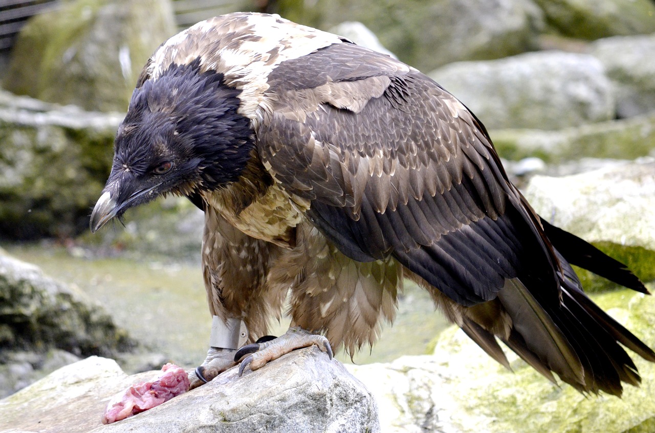 Barzdotas Grifas, Plėšrusis Paukštis, Valgyti, Mėsa, Raptoras, Paukščiai, Grifas, Sąskaitą, Galva, Uždaryti