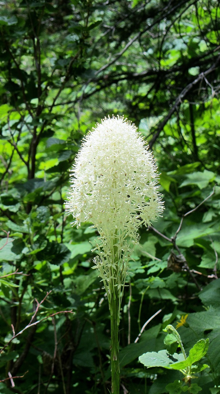 Beargrass, Balta Gėlė, Laukinė Gėlė, Gėlė, Balta, Lauke, Gamta, Usa, Nemokamos Nuotraukos,  Nemokama Licenzija