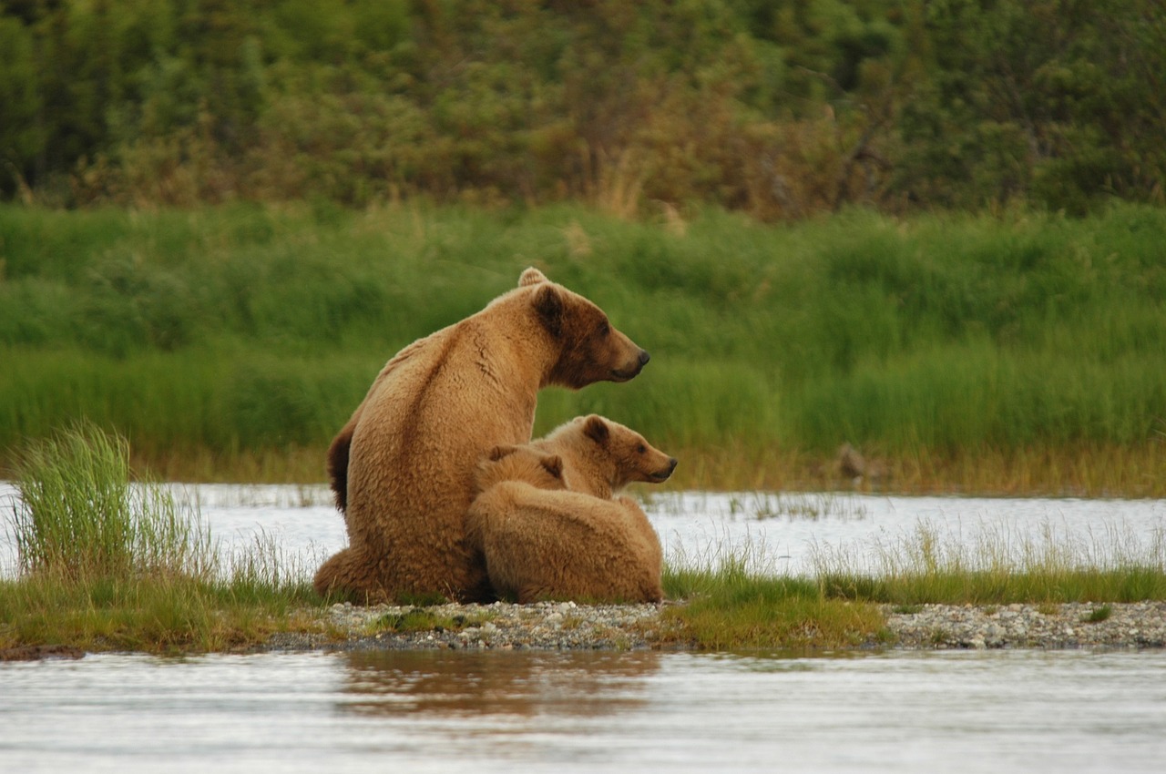 Neša, Suaugęs, Cubs, Sėti, Pakrantės Rudos Spalvos, Portretas, Laukinė Gamta, Gamta, Žiūri, Dykuma