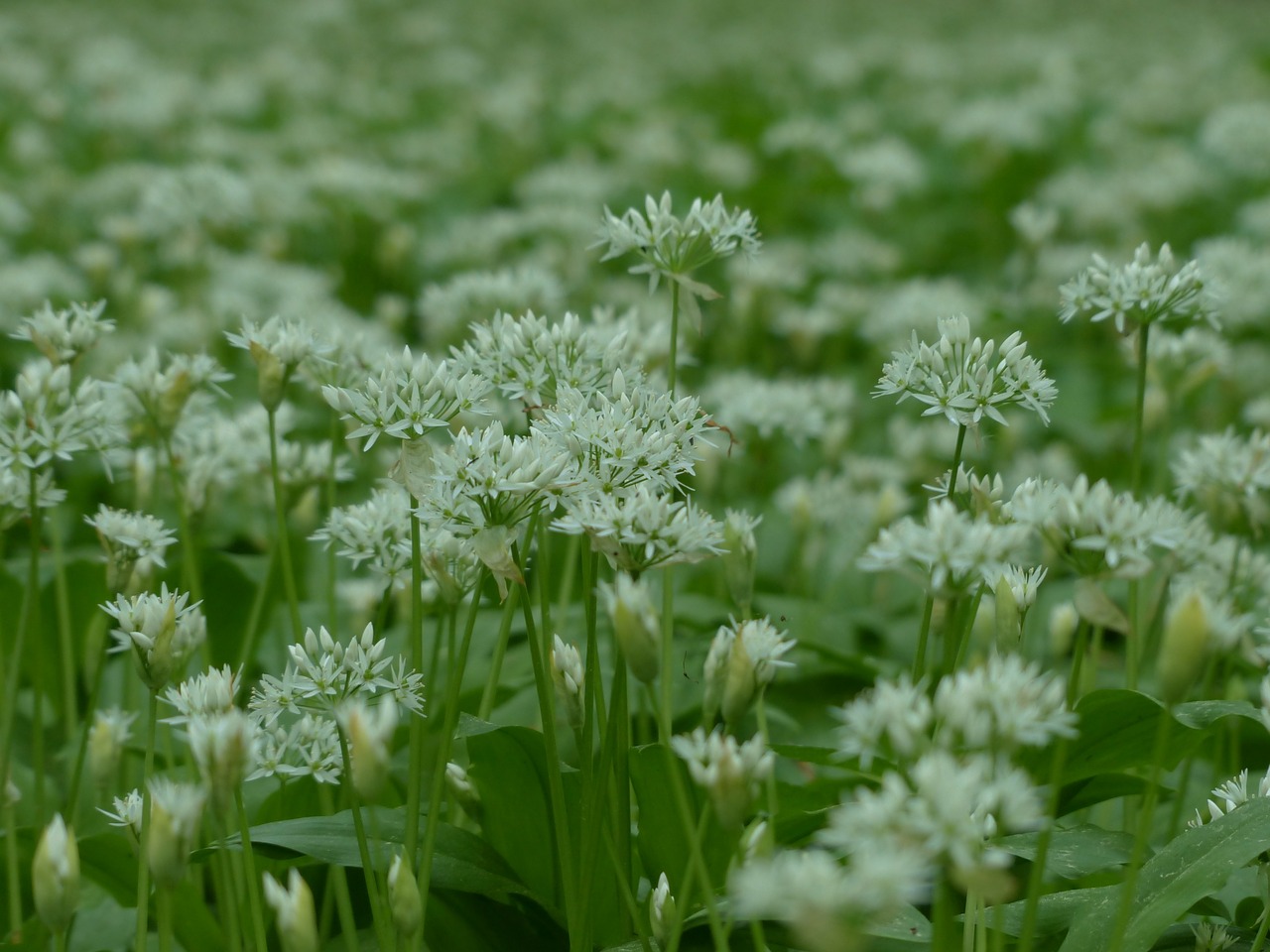 Lokio Česnakai, Gėlės, Balta, Miškas, Augalas, Allium Ursinum, Česnako Špinatai, Laukiniai Česnakai, Medžio Česnakai, Ragana Svogūnas