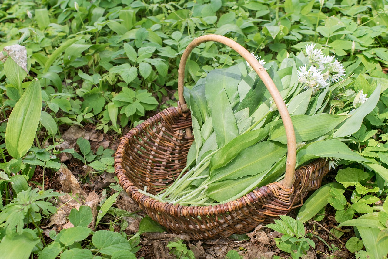 Lokio Česnakai, Derlius, Žalias, Žolelės, Prieskoniai, Virtuvė, Frisch, Valgyti, Sodas, Krepšelis