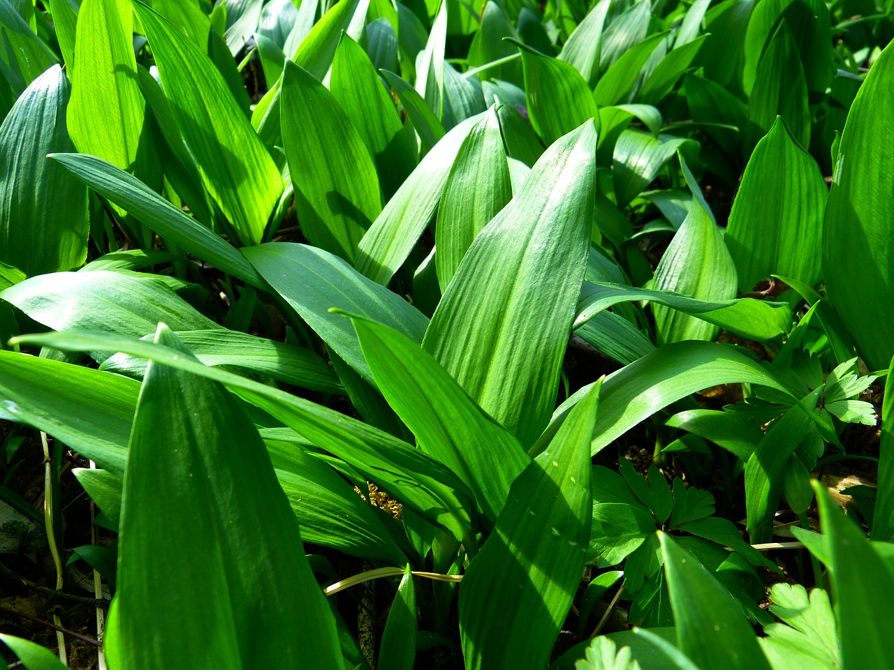 Lokio Česnakai, Allium Ursinum, Česnako Špinatai, Laukiniai Česnakai, Augalas, Miškas, Maisto Augalas, Natūropatas, Virtuvės Žolelių, Nemokamos Nuotraukos