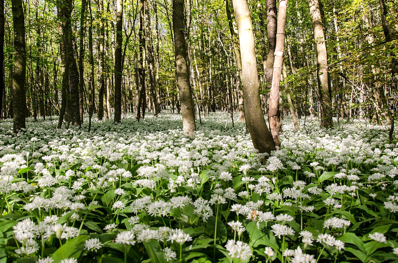 Lokio Česnakai,  Laukiniai Česnakai,  Allium Ursinum,  Sveikas,  Žolelės,  Baltas Žiedas,  Žydėti,  Žalias,  Saulėtas,  Gamta