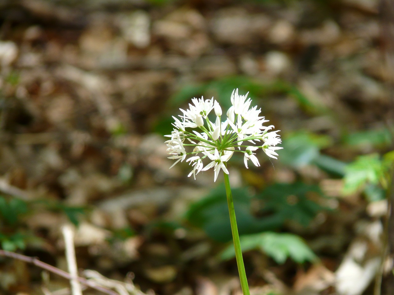 Lokio Česnakai, Žiedas, Žydėti, Augalas, Balta, Allium Ursinum, Allium, Miško Augalas, Žydėti, Pavasaris