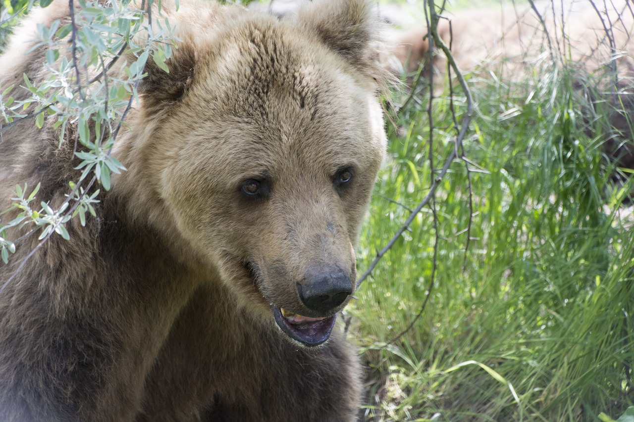 Žvėrys, Turėti, Plaukuotas, Gamta, Plėšrūnas, Rudas Lokys, Žinduolis, Paw, Medvebunda, Padengti Kaklu