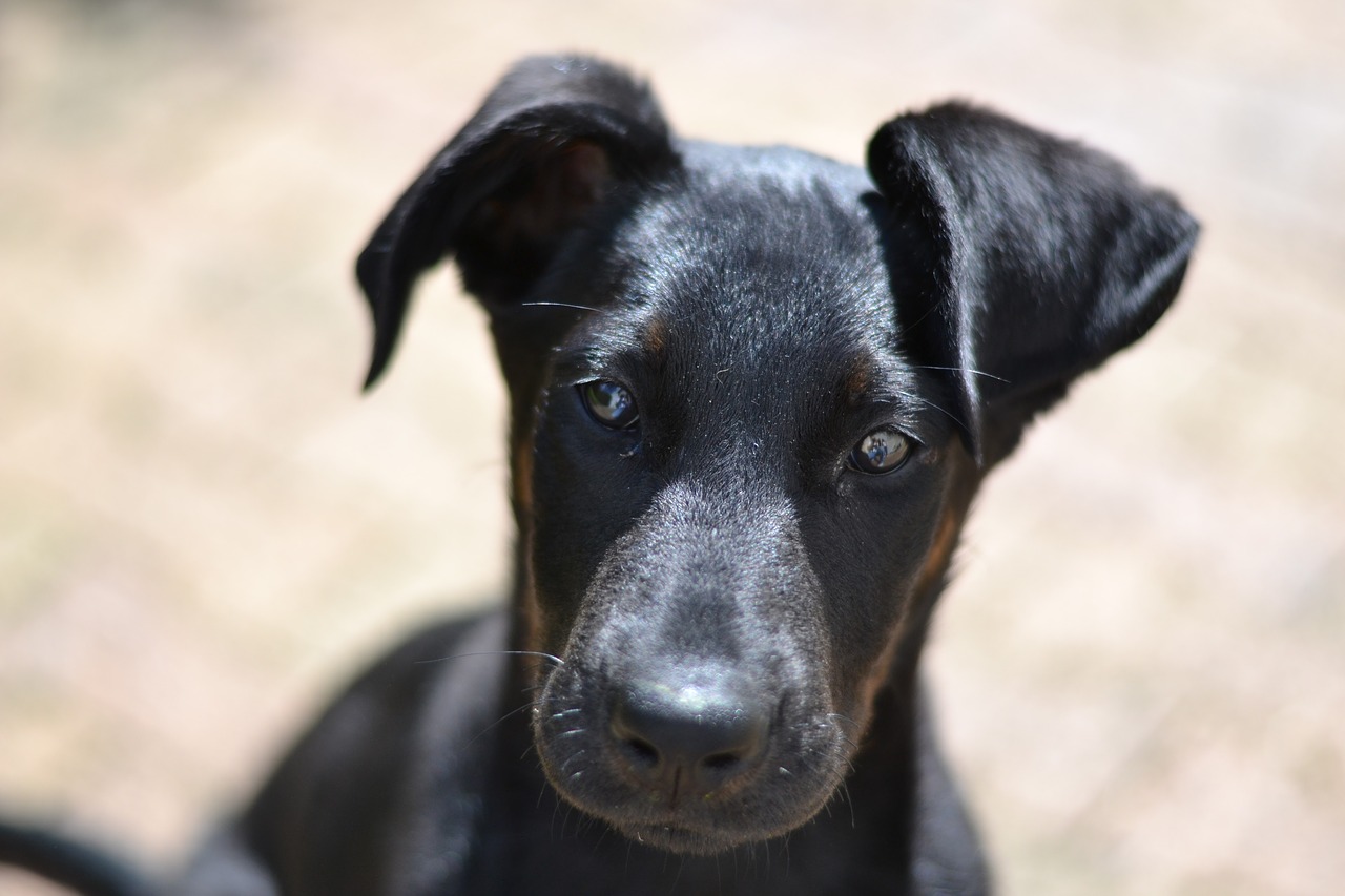 Beauceron, Atrodo, Šuniukas, Naminis Gyvūnas, Didelis Šuo, Augintiniai, Šeima, Nemokamos Nuotraukos,  Nemokama Licenzija