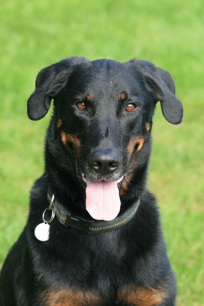 Beauceron, Šuo, Gyvūnai, Berger De Beauce, Nemokamos Nuotraukos,  Nemokama Licenzija