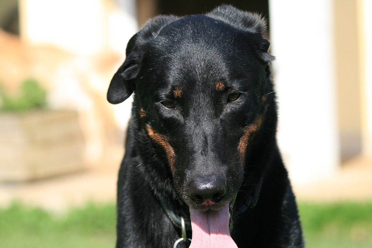 Beauceron, Berger De Beauce, Šuo, Naminis Gyvūnėlis, Gyvūnai, Nemokamos Nuotraukos,  Nemokama Licenzija