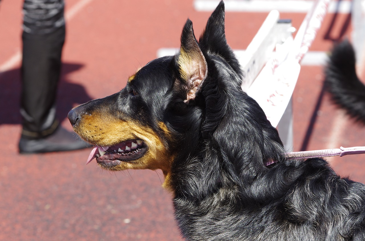 Beauceron,  Šuo,  Gyvūnas,  Žiūrėti,  Grynaveislė, Nemokamos Nuotraukos,  Nemokama Licenzija