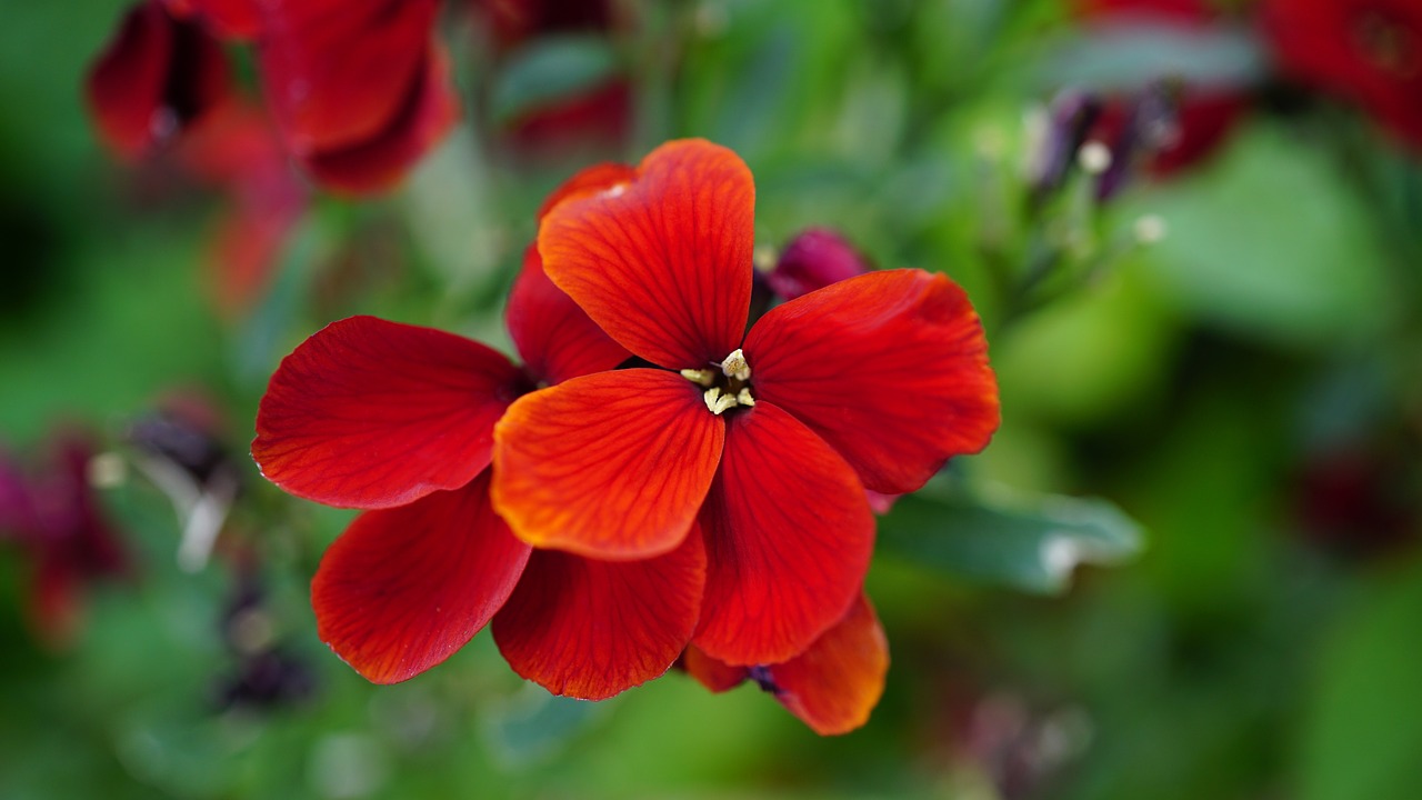 Gražus, Žydi, Žiedas, Šviesus, Iš Arti, Flora, Gėlės, Makro, Makrofotografija, Gamta