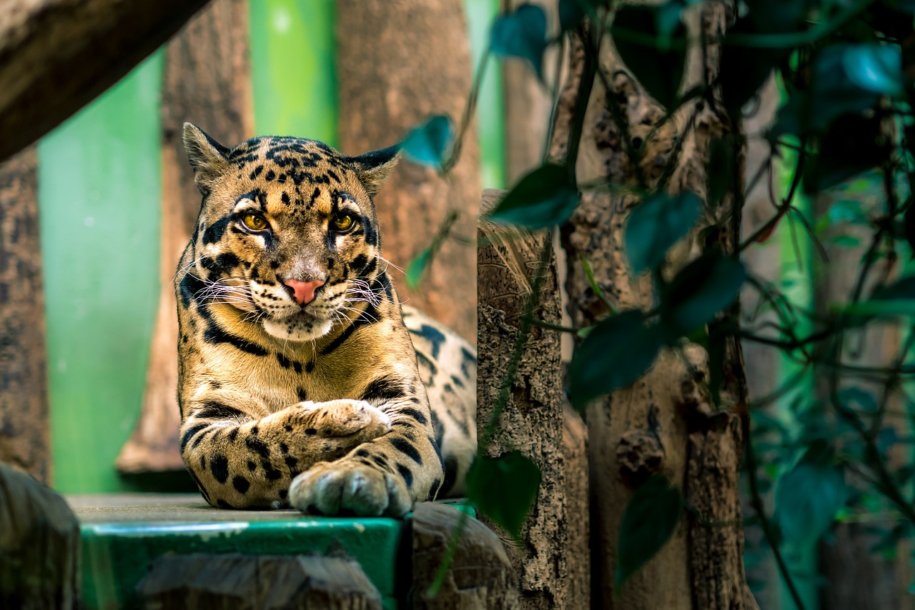 Gražus, Debesuota, Leopardas, Gyvūnai, Žinduoliai, Didelis, Didelis, Katės, Nykstantis, Rūšis