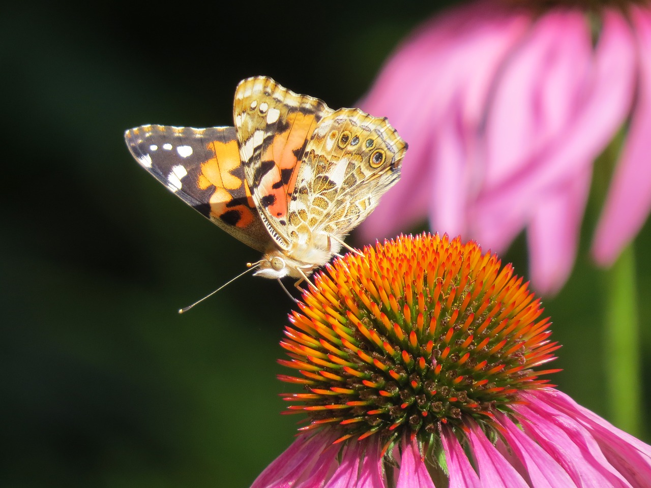 Gražus,  Drugelis,  Gėlė,  Echinacea,  Augalų,  Vabzdys,  Iš Arti,  Sparnai,  Pobūdį,  Vasara