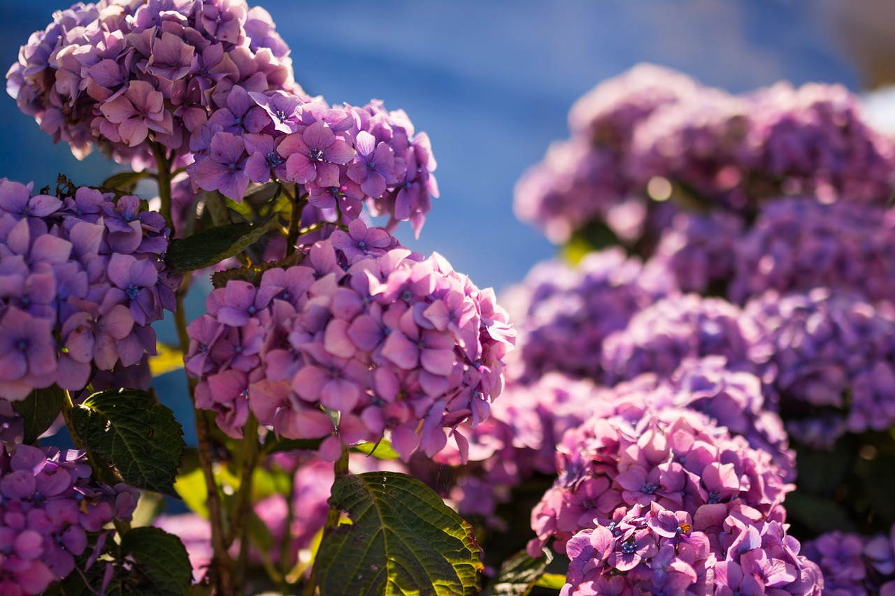 Gražus,  Hydrangeas,  Violetinė,  Gėlė,  Šviesa,  Gamta,  Žiedas,  Augalas,  Vasara,  Žalias