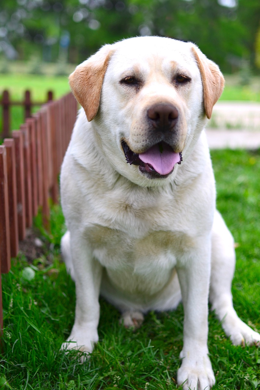 Gražus Labradoras, Kempinė, Milisieńki, Draugiškas, Gražus, Šunys, Mokinys Namuose, Sodo Ornamentas, Šeimos Draugas, Mėgstami Vaikai