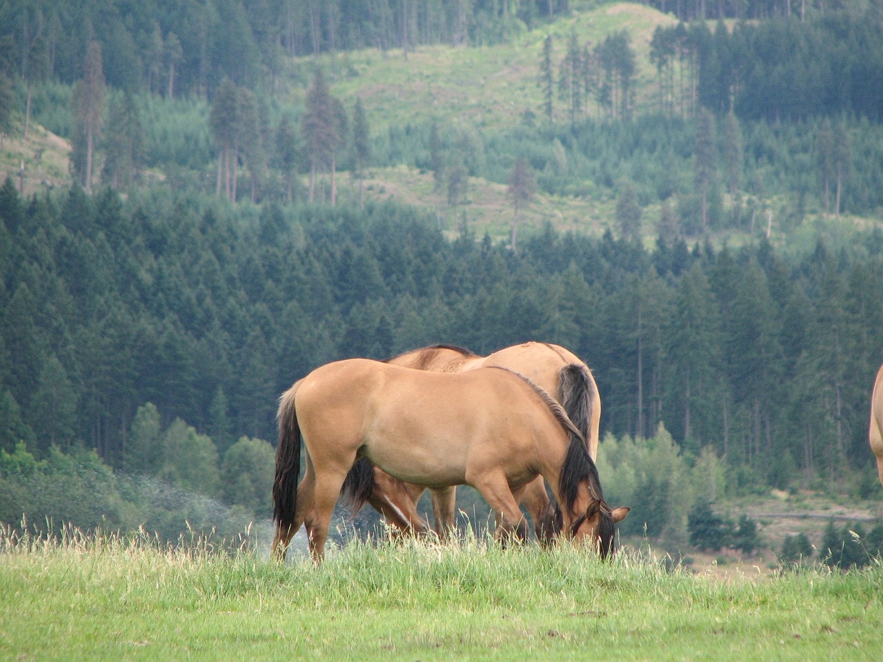 Gražūs Mustangai, Gaubto Upė, Oregonas, Nemokamos Nuotraukos,  Nemokama Licenzija