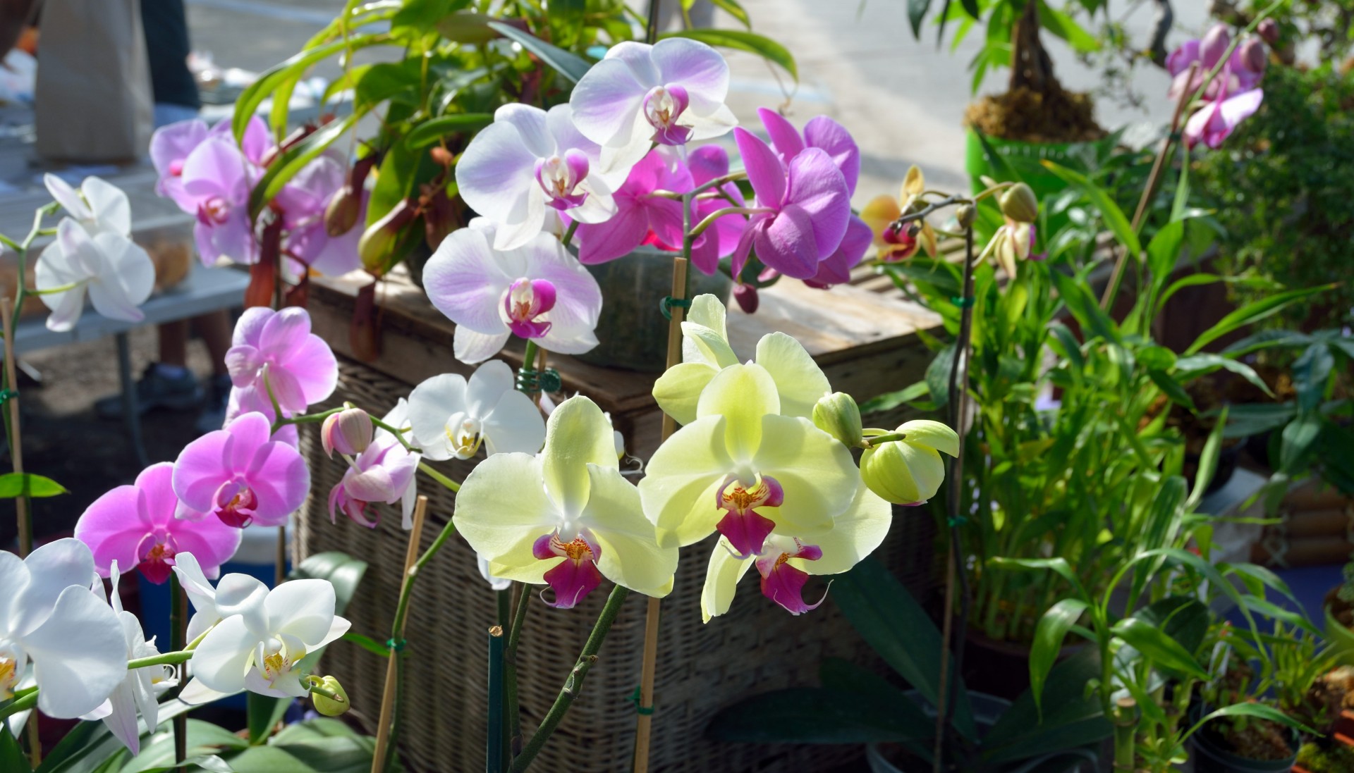 Orchidėja,  Orquidea,  Gėlė,  Akvarelė,  Gyvas,  Atogrąžų,  Gėlių,  Ramus,  Aromatas,  Šviesus