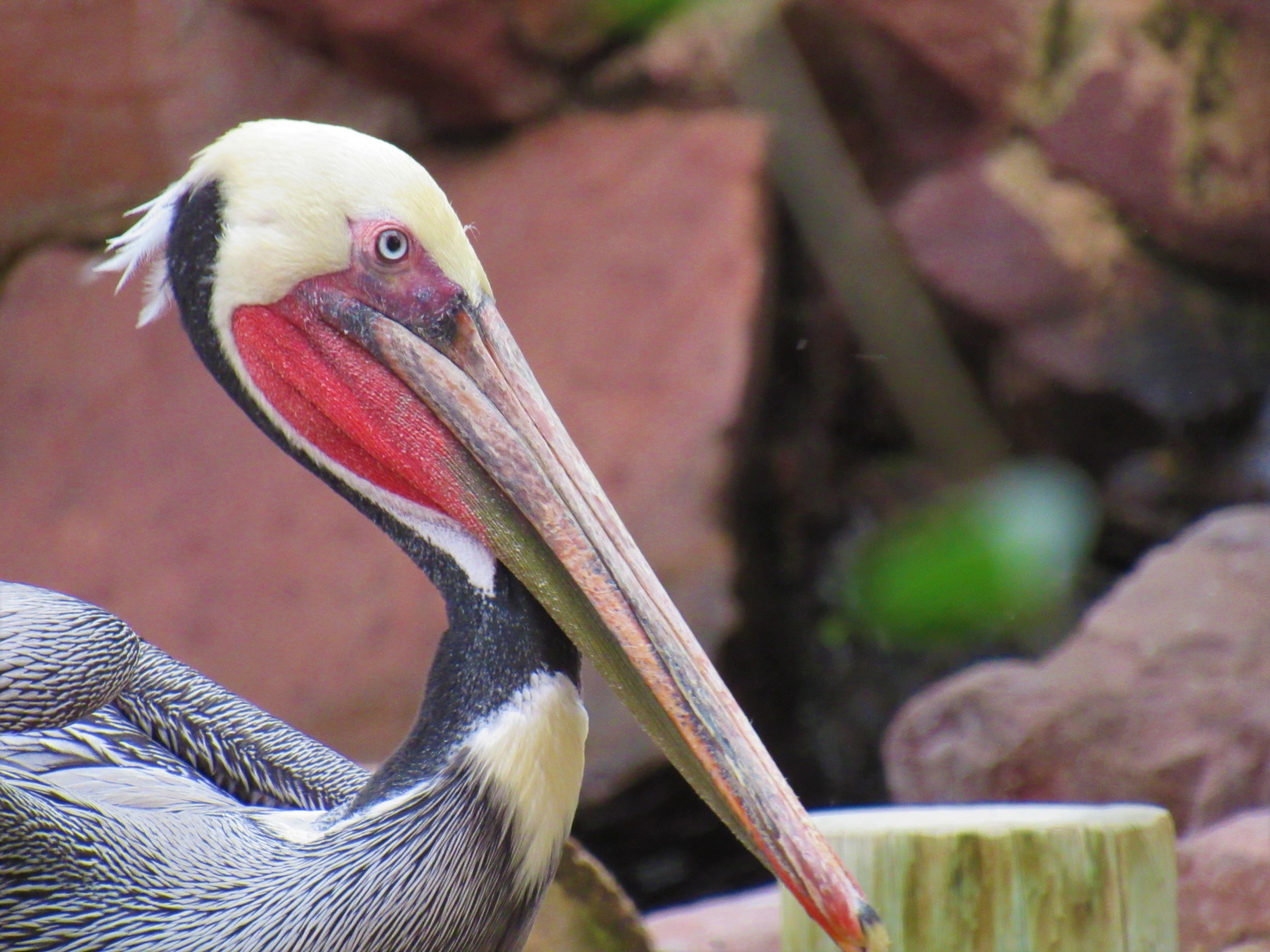 Pelican,  Flamingo,  Viešbutis,  Kazino,  Las,  Vegas,  Nv,  Paukštis,  Vandenynas,  Gražus Pelikanas