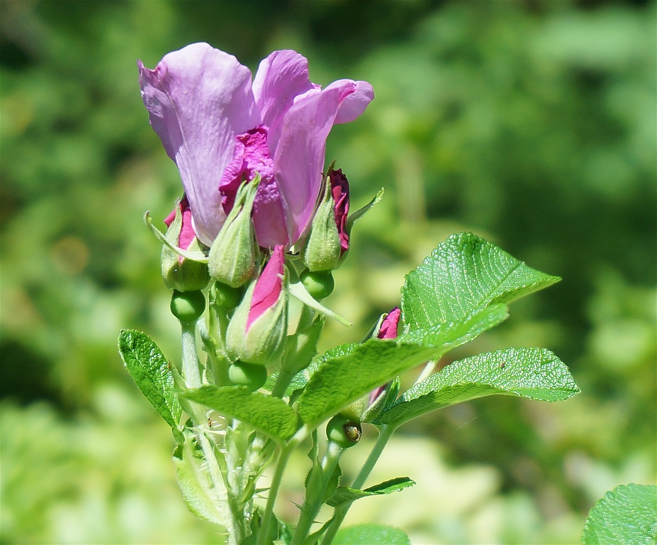 Rožė, Pumpurai, Rugosa Rožė, Gražus, Gėlė, Žiedas, Žydėti, Lapai, Sodas, Gamta