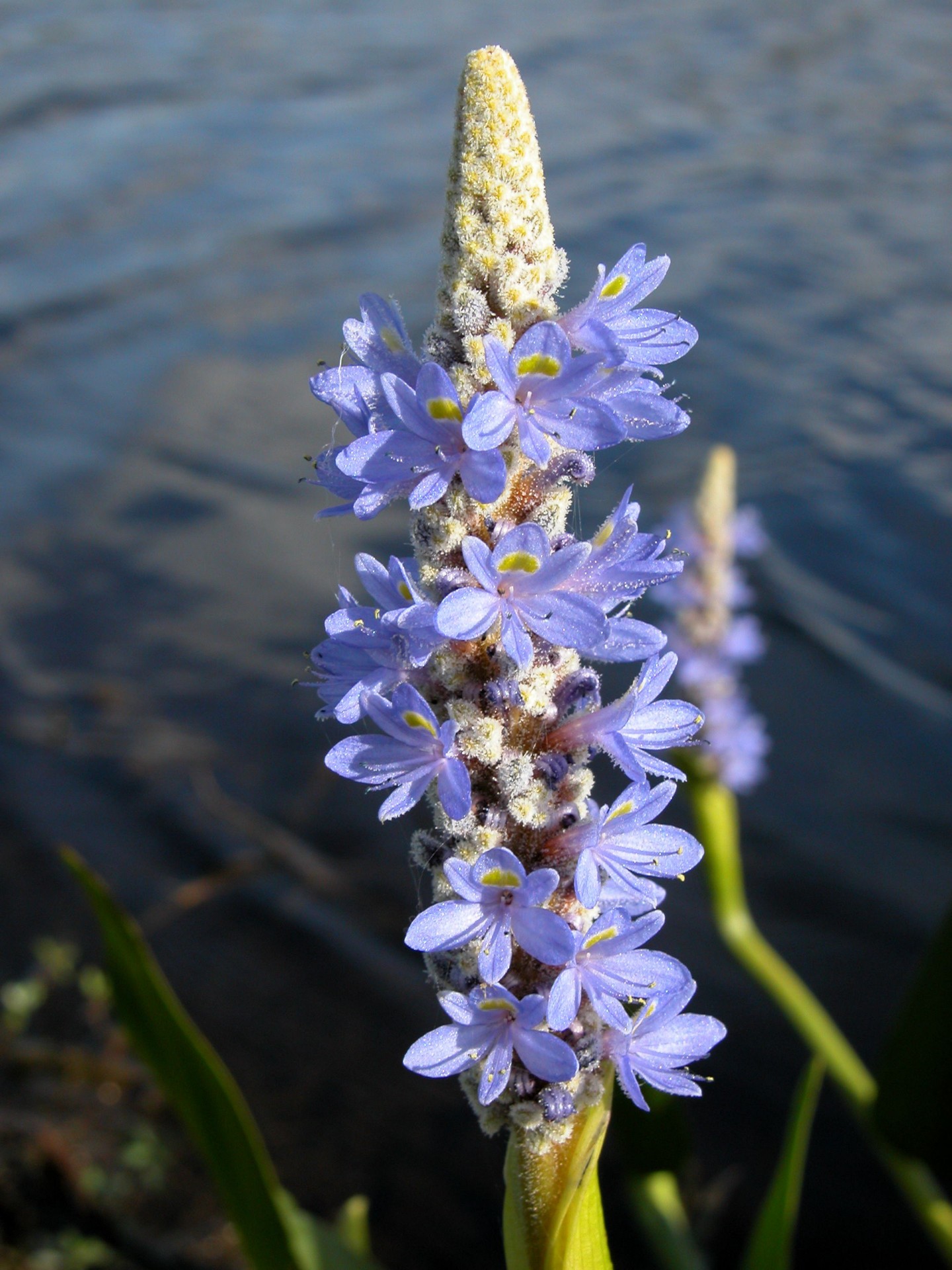 Wildflower,  Gėlių,  Spalvinga,  Grožis,  Gamta,  Lauke,  Botanikos,  Graži Laukinių Žydra, Nemokamos Nuotraukos,  Nemokama Licenzija