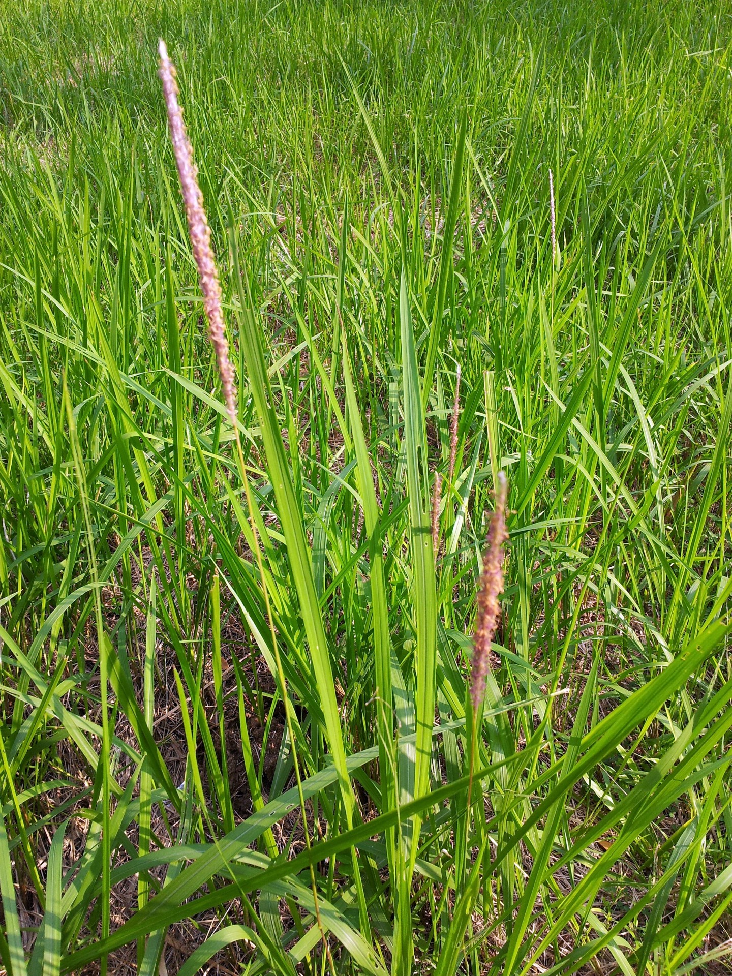 Cynosurus & Nbsp,  Cristatus,  Šuo & Nbsp,  Uodega & Nbsp,  Žolė,  Cynosurus Cristatus, Nemokamos Nuotraukos,  Nemokama Licenzija