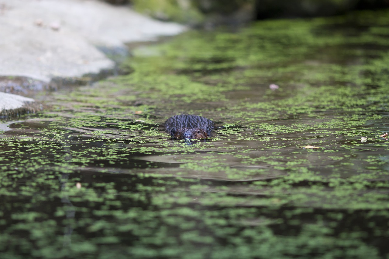 Beaver,  Vandens,  Plaukti,  Pobūdį,  Gyvūnas,  Žinduolis,  Šlapias,  Upė, Nemokamos Nuotraukos,  Nemokama Licenzija