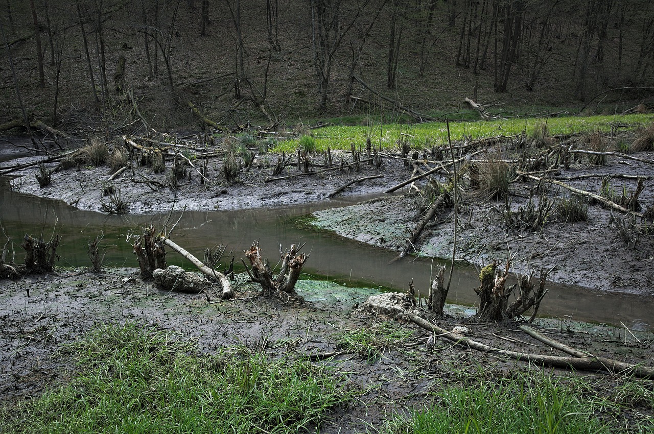 Bebros, Kraštovaizdis, Potvynis, Sunaikinimas, Pelkės, Šlapynes, Druska, Srautas, Nemokamos Nuotraukos,  Nemokama Licenzija