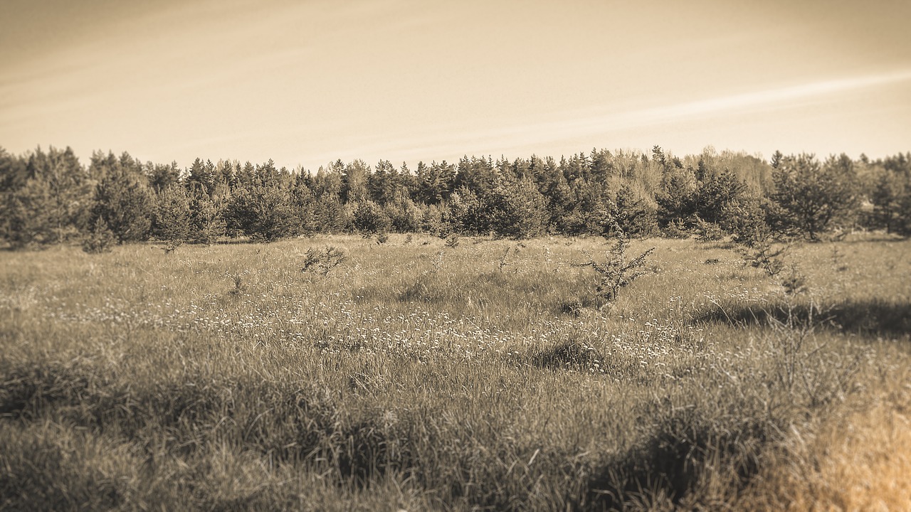 Lova,  Žolė,  Pobūdį,  Peizažai,  Lauko,  Pavasaris,  Laukas,  Himmel,  Gražus,  Medis