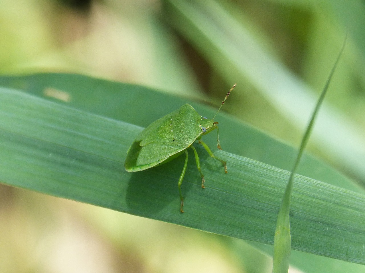 Nakvynė Re Stinky,  Pietų Žalia,  Nezara Viridula,  Bernat Pudent,  Lapų,  Aš Pentatomid, Nemokamos Nuotraukos,  Nemokama Licenzija