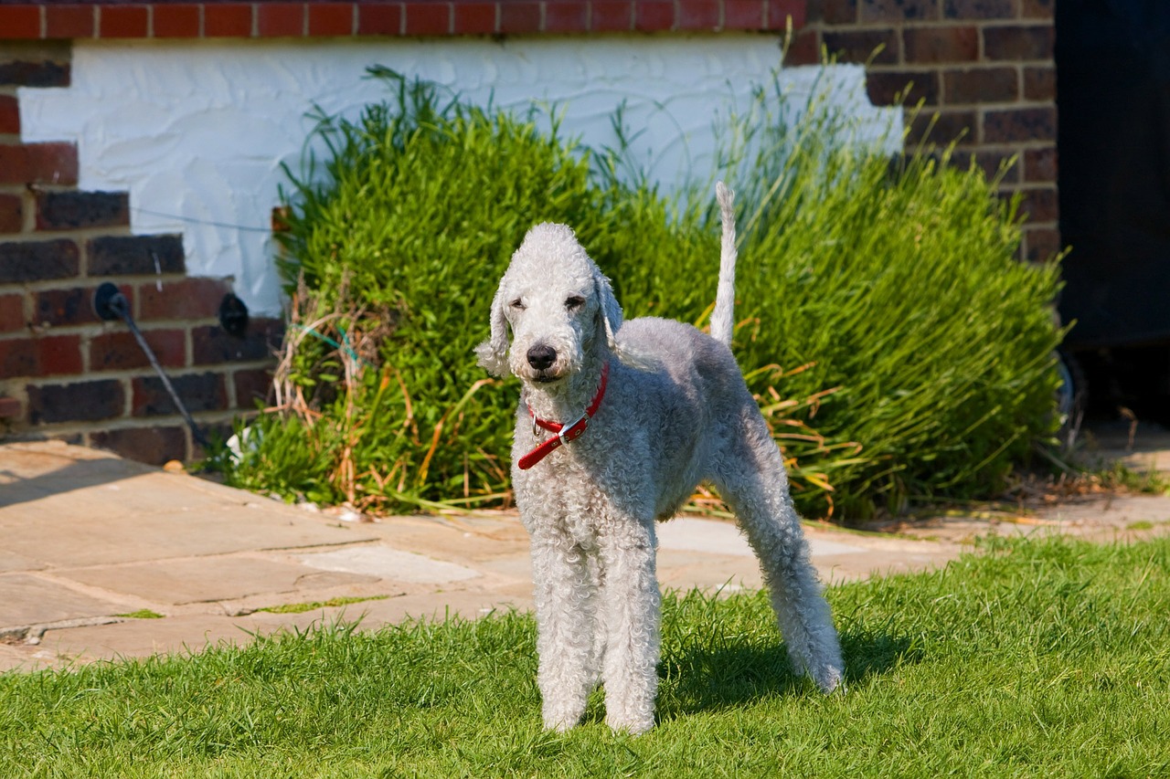 Bedlington Terjeras, Bedlingtonas, Terjeras, Šuo, Šunys, Naminis Gyvūnėlis, Gyvūnas, Veislė, Mielas, Nuotrauka