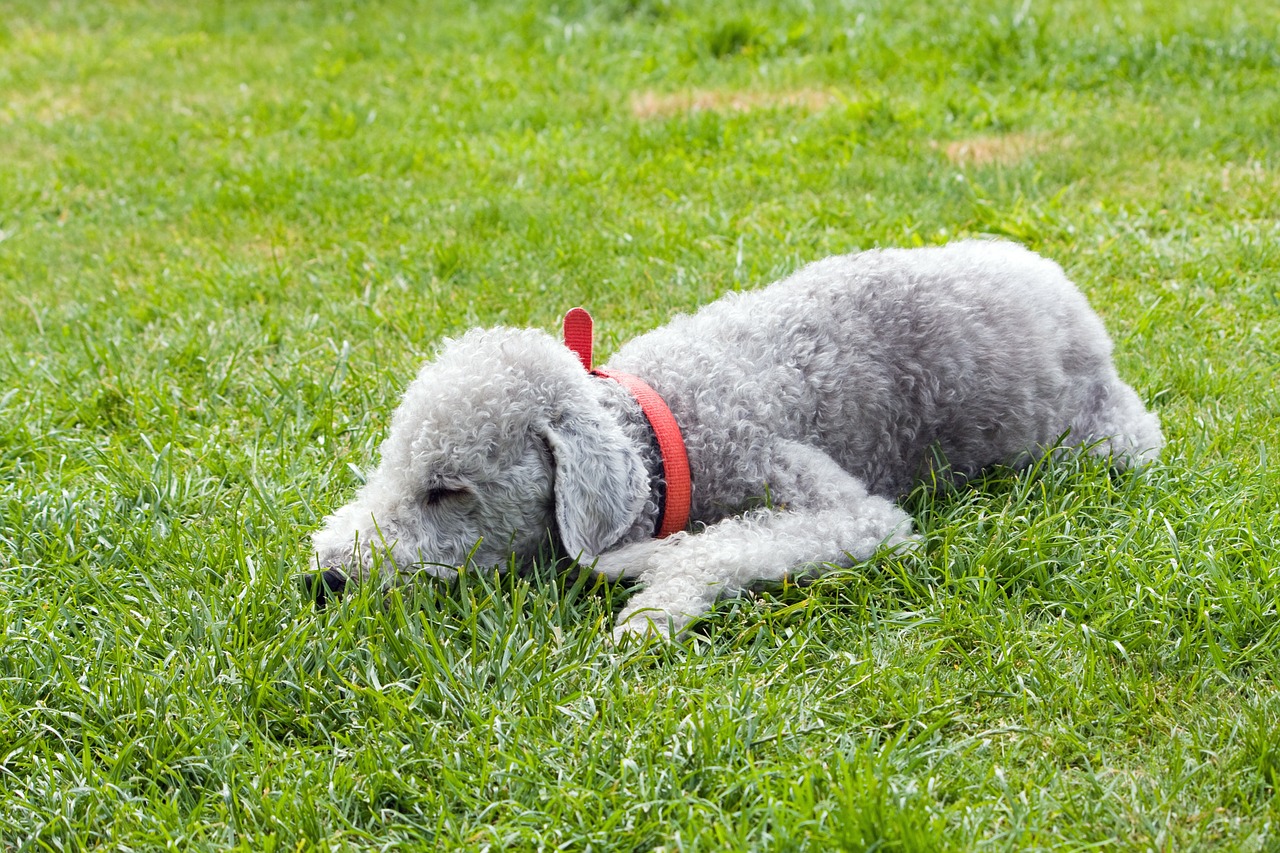 Bedlington Terjeras, Šuo, Naminis Gyvūnėlis, Gyvūnas, Šunys, Terjeras, Bedlingtonas, Miega, Miega, Žalias