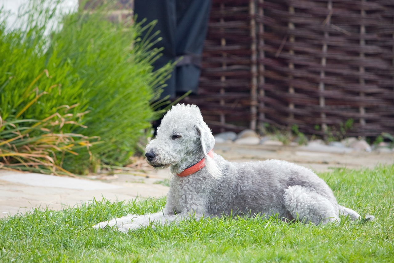 Bedlington Terjeras, Šuo, Šunys, Gyvūnas, Naminis Gyvūnėlis, Veislė, Bedlingtonas, Terjeras, Mielas, Gulintis