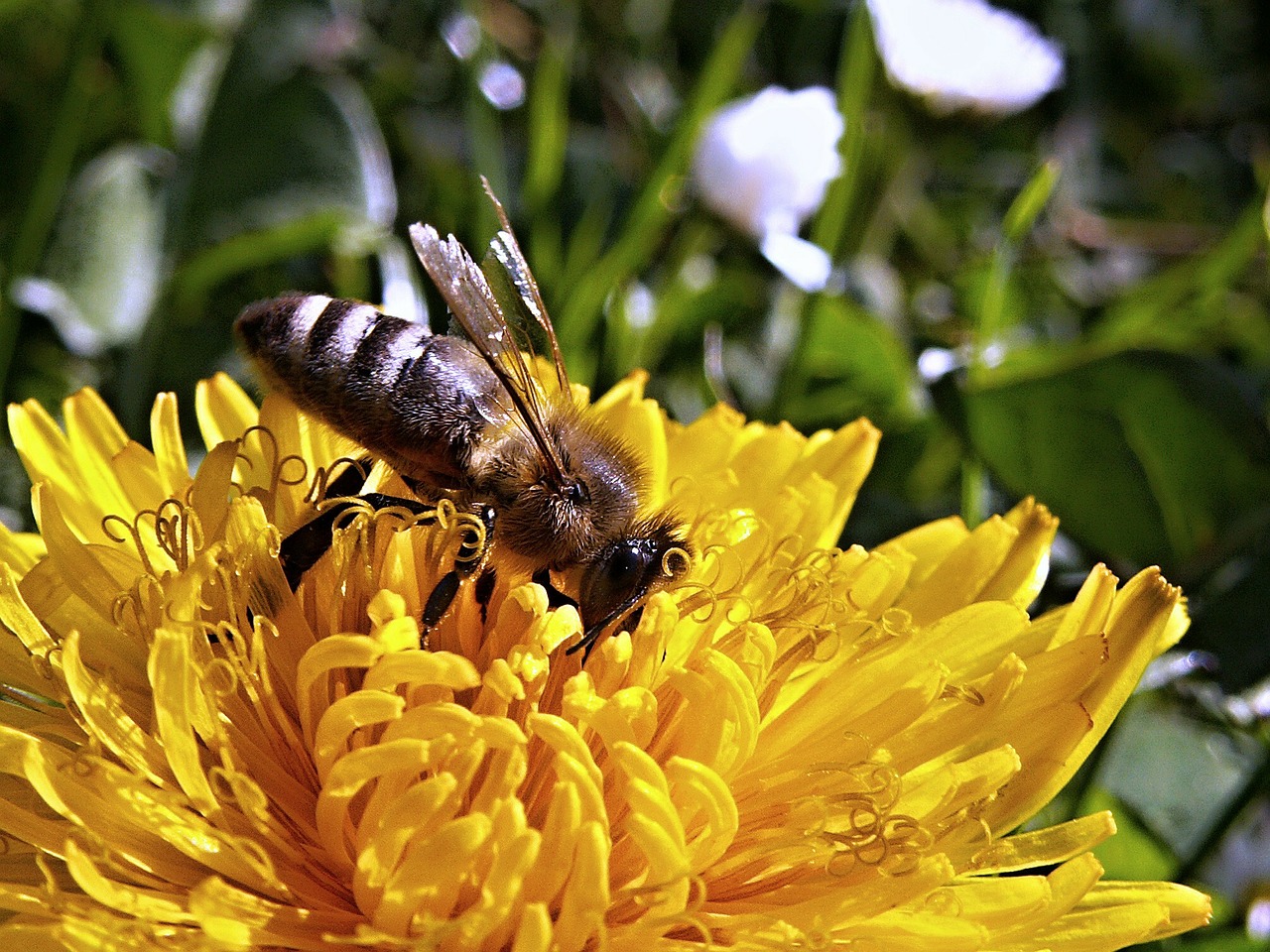 Bičių, Kiaulpienė, Makro, Pavasaris, Gamta, Sodas, Gėlė, Nemokamos Nuotraukos,  Nemokama Licenzija