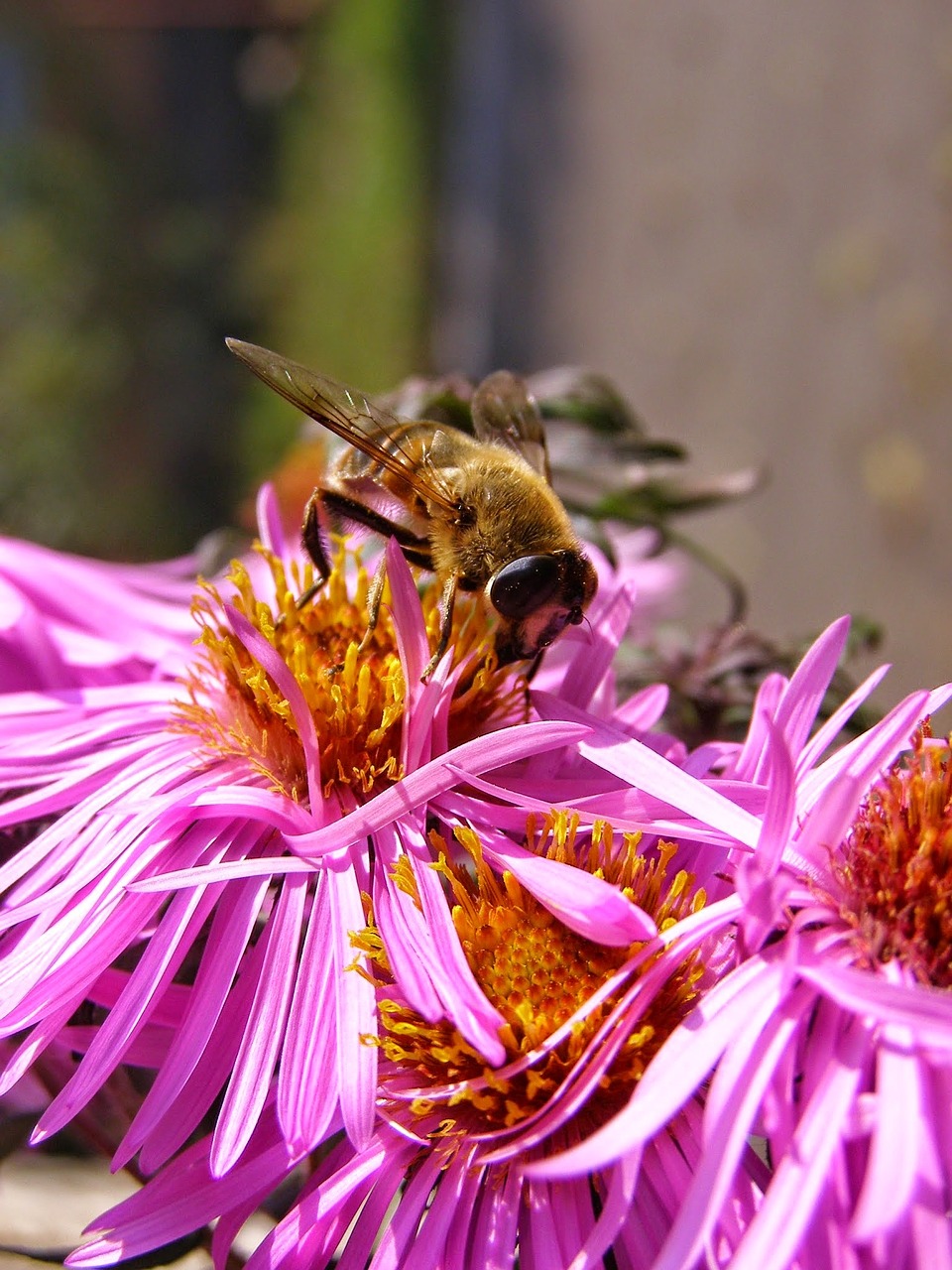 Bičių, Medus, Gėlė, Žiedadulkės, Renka Nektarą, Skraidantis Vabzdys, Makro, Gamta, Bitininkystė, Bitės