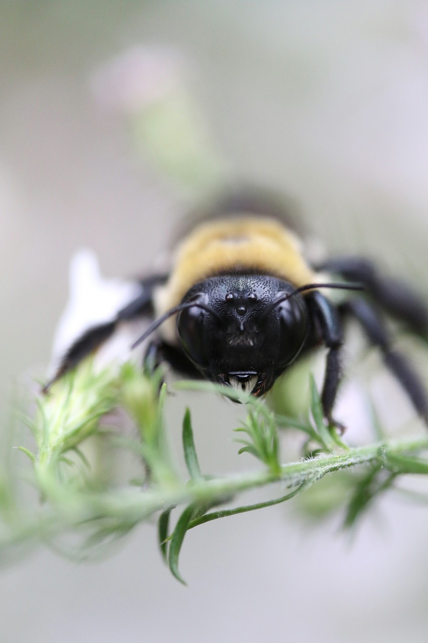 Bičių, Kamanė, Makro, Augalas, Laukinė Gamta, Nemokamos Nuotraukos,  Nemokama Licenzija