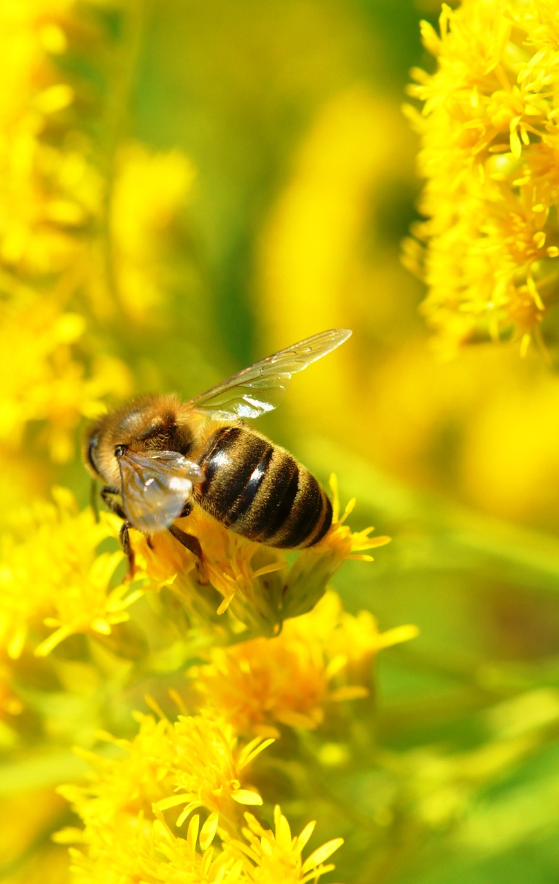 Bičių, Makro, Vasara, Nemokamos Nuotraukos,  Nemokama Licenzija