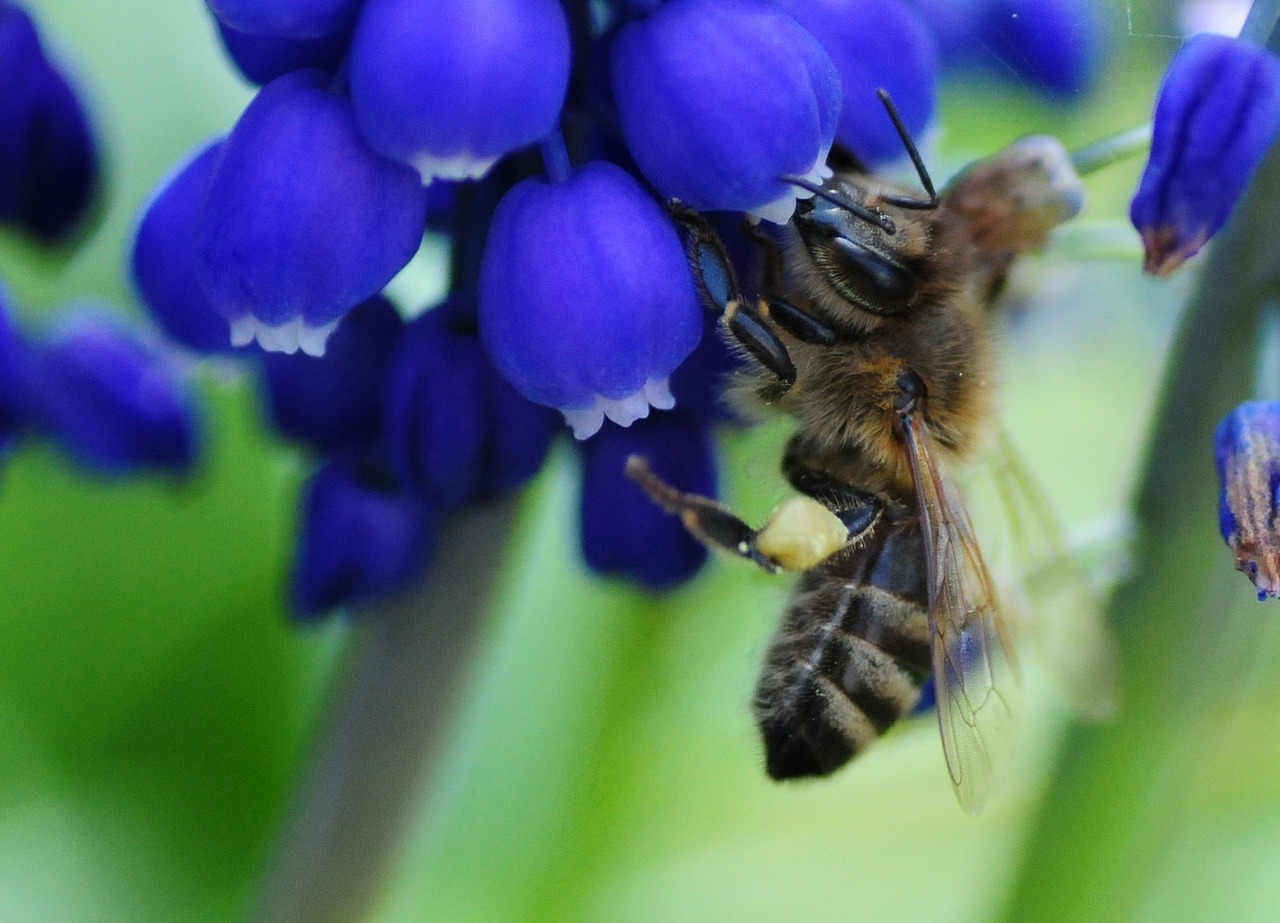 Bičių, Visada, Muscari, Žiedadulkės, Pavasaris, Gamta, Žiedas, Žydėti, Violetinė, Sodas