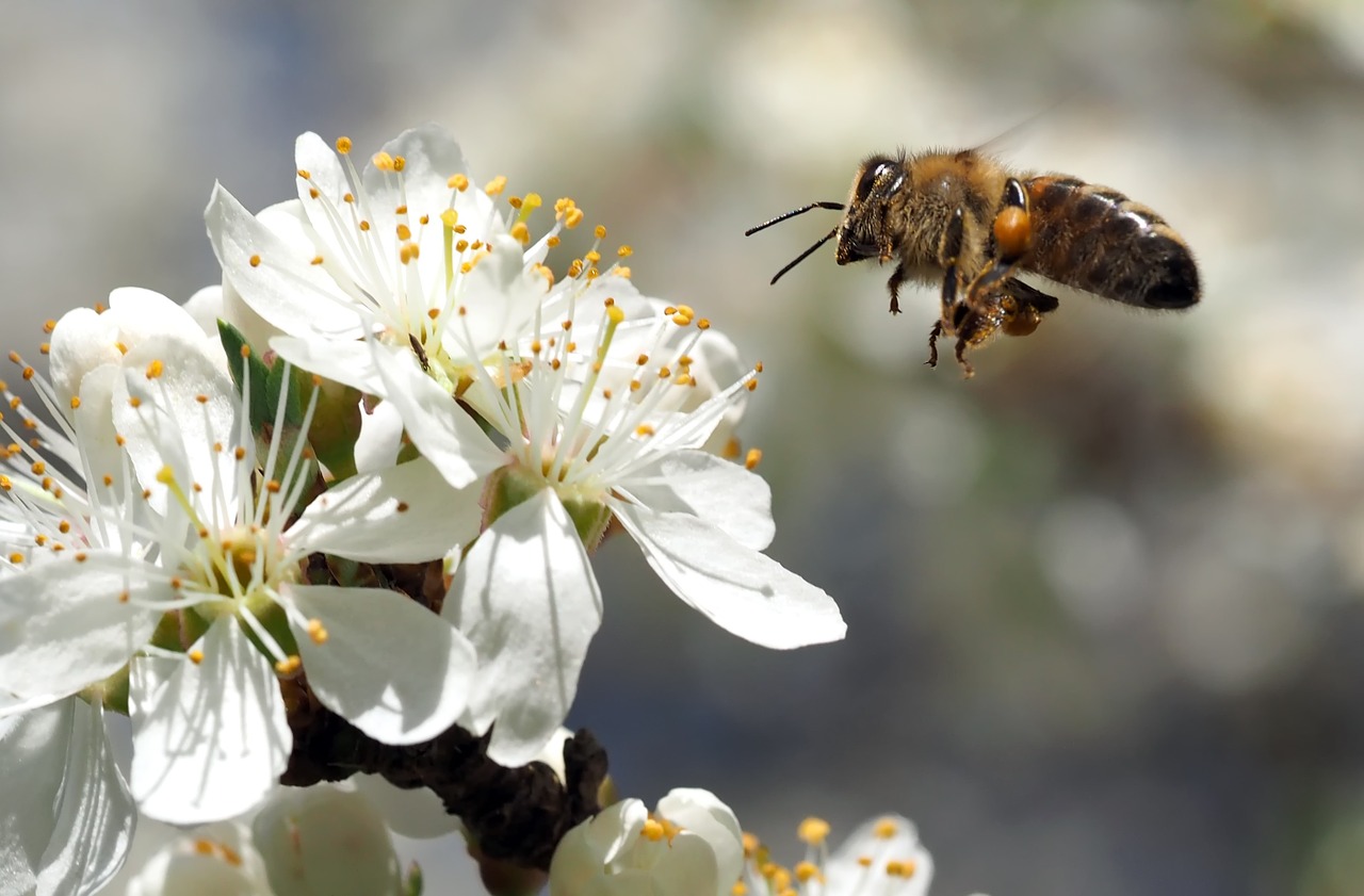 Vabzdys, Augalas, Gamta, Nemokamos Nuotraukos,  Nemokama Licenzija