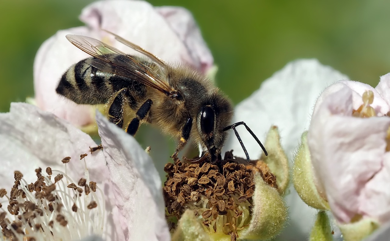 Vabzdys, Augalas, Gamta, Nemokamos Nuotraukos,  Nemokama Licenzija