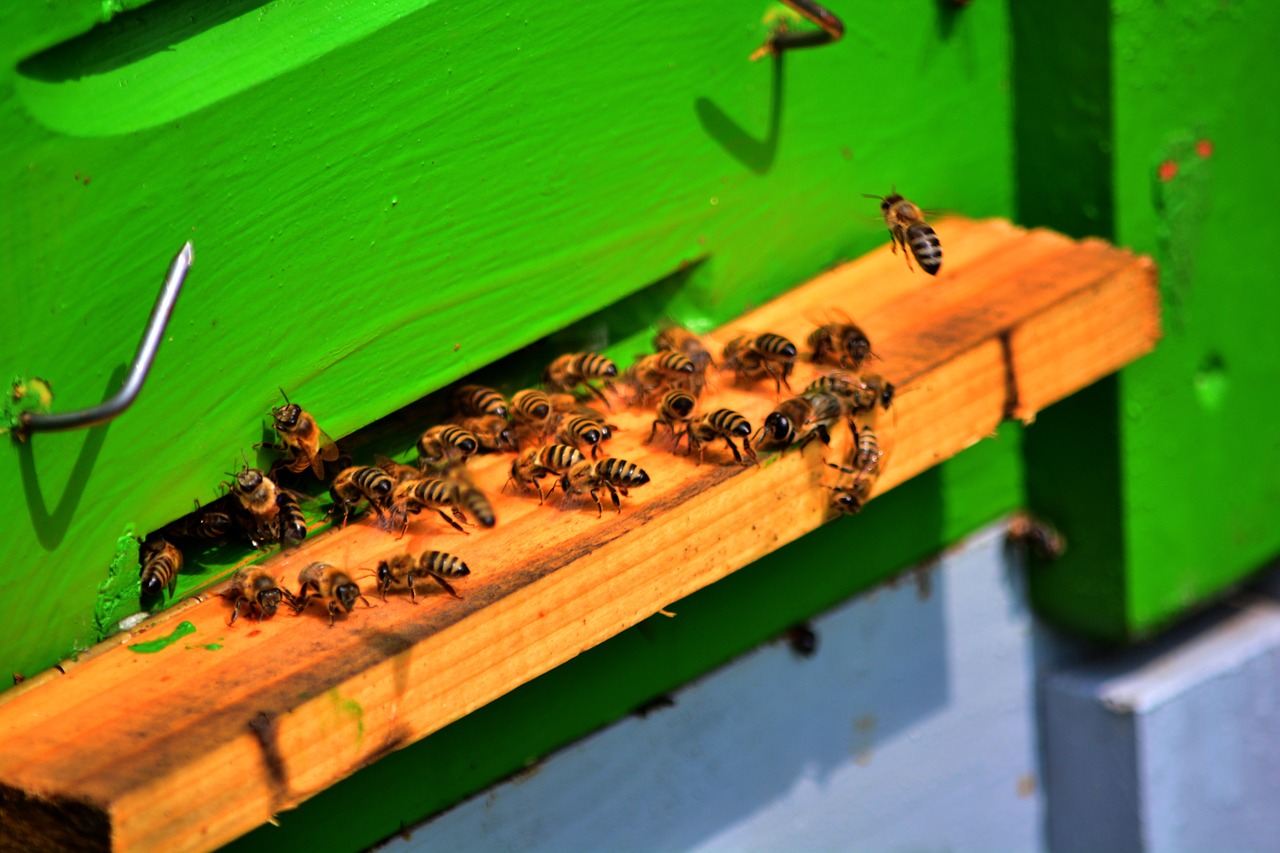 Bičių, Bitės, Medaus Bitė, Laikytojas, Nemokamos Nuotraukos,  Nemokama Licenzija