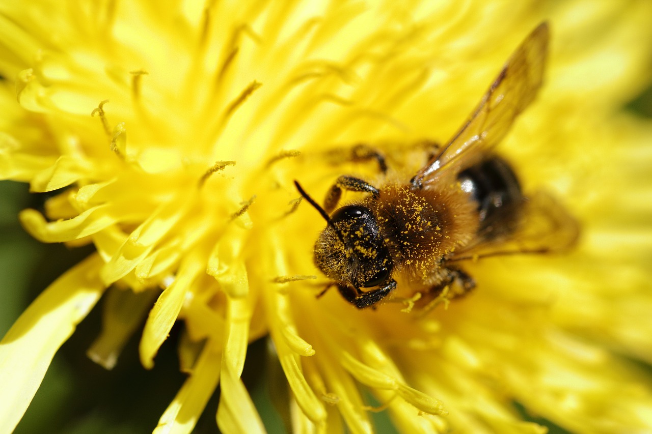 Bičių, Kiaulpienė, Geltona, Maitinimas, Gėlė, Gamta, Flora, Nemokamos Nuotraukos,  Nemokama Licenzija