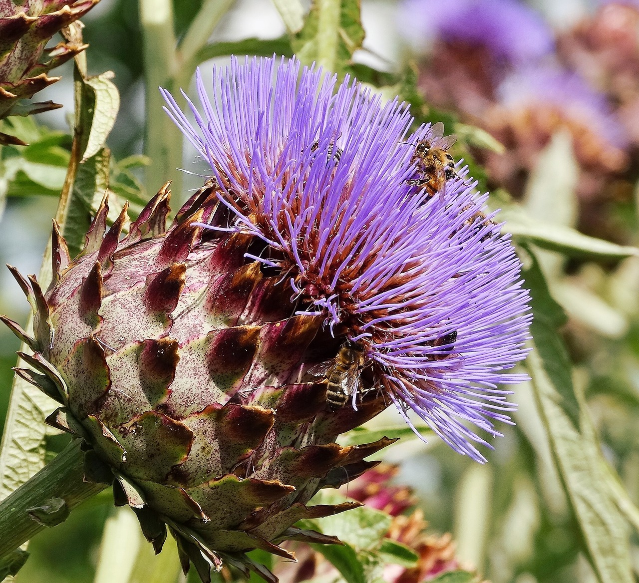 Bičių, Violetinė, Artišokas, Nemokamos Nuotraukos,  Nemokama Licenzija