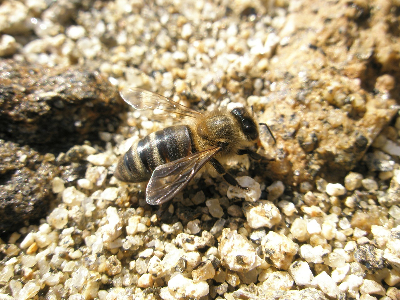 Bičių, Vabzdžiai, Bitės, Nemokamos Nuotraukos,  Nemokama Licenzija
