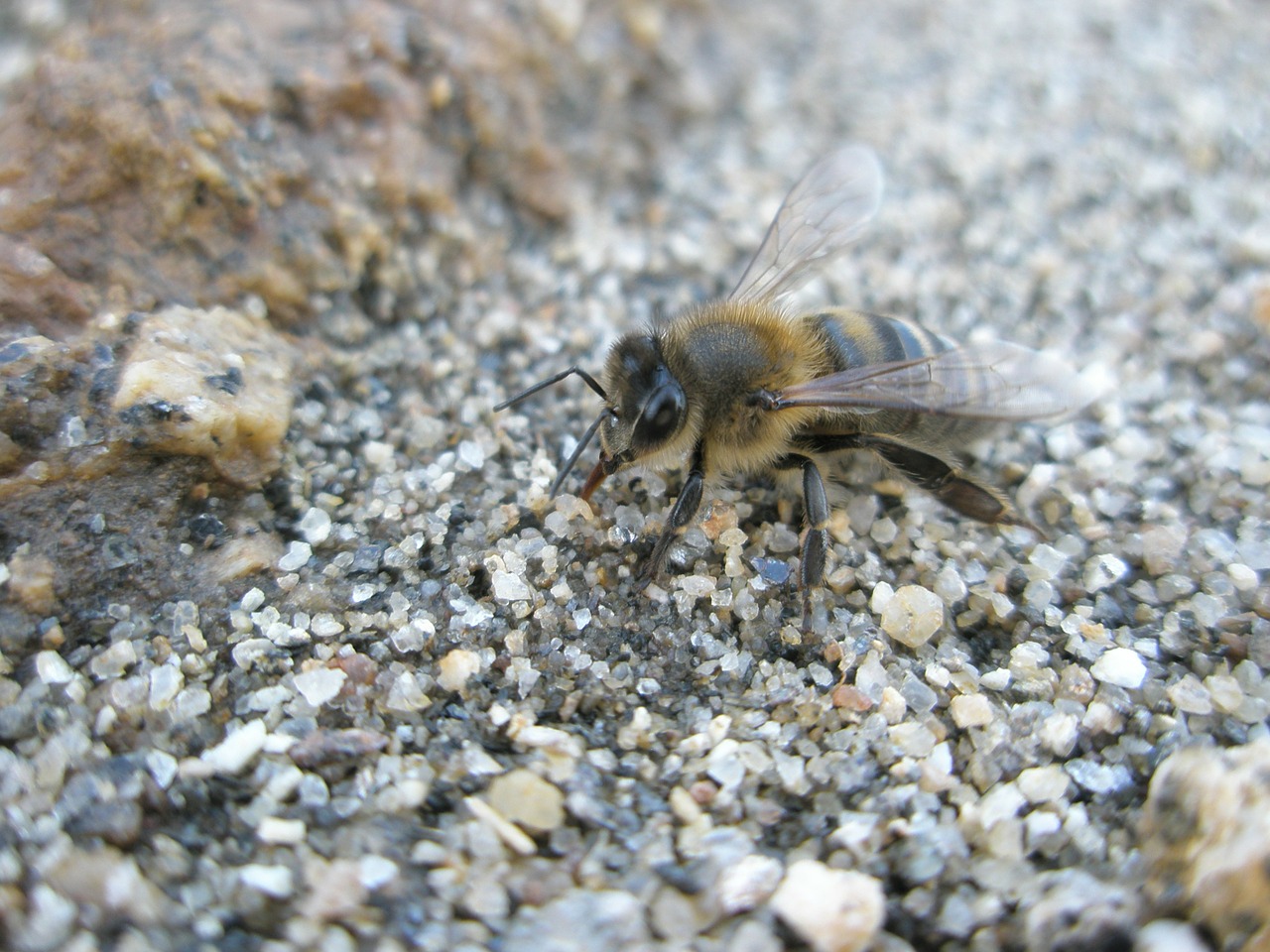 Bičių, Bitės, Vabzdžiai, Nemokamos Nuotraukos,  Nemokama Licenzija