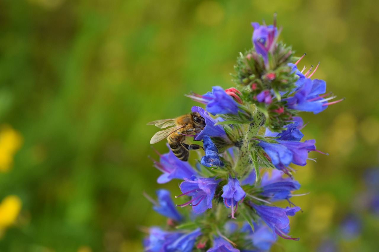 Bičių, Žiedas, Žydėti, Violetinė, Žiedadulkės, Surinkti, Sunkiai Dirbantis, Užsiėmes, Maistas, Vasara